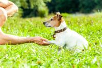 Stevens Dog Training image 1